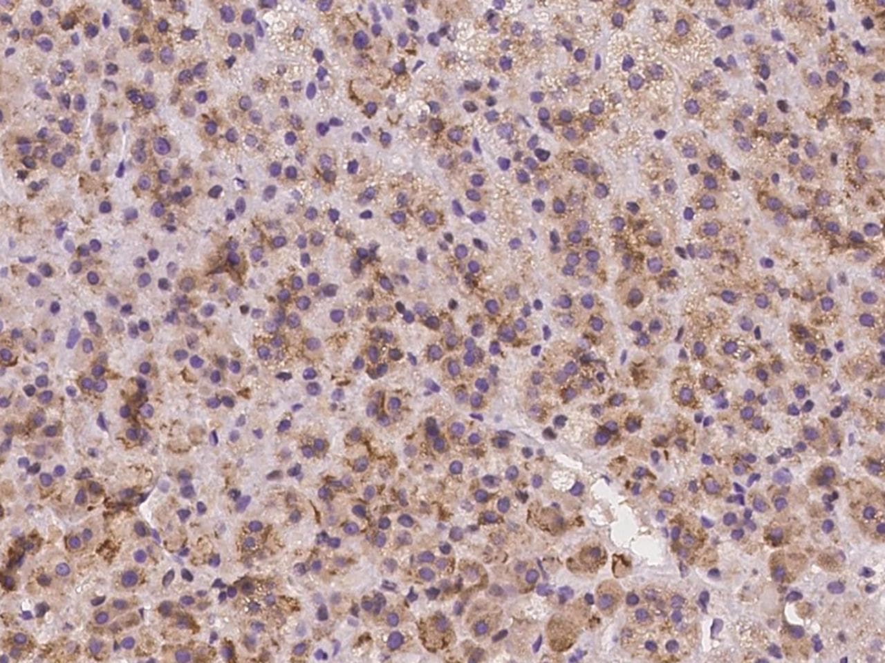 TMEM128 Antibody