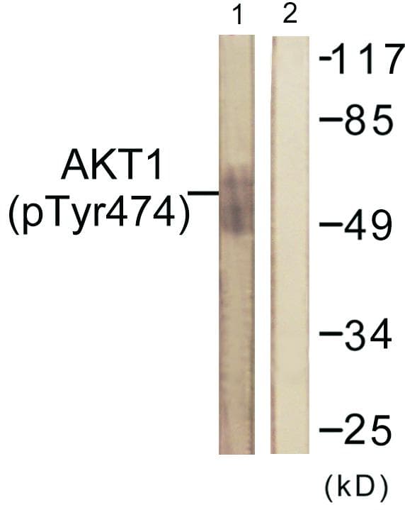 AKT1 Antibody (phospho-Tyr474)