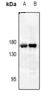 EGFR Antibody