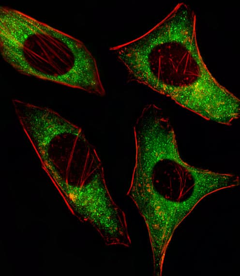 Monoclonal Mouse anti-Human PRKAA2 / AMPK Alpha 2 Antibody (IF, WB)