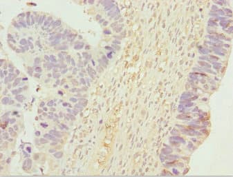UGT2B10 Antibody