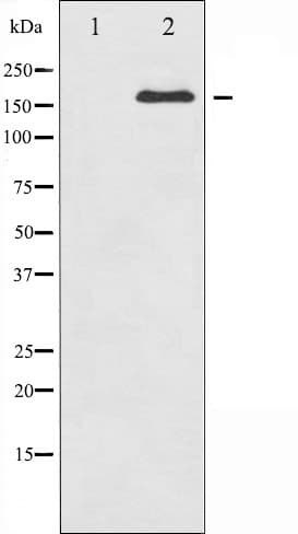 RET Antibody