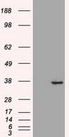 Monoclonal Mouse anti-Human CDX2 Antibody (clone OTI1A3, WB)