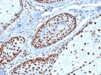 NPM1 / NPM / Nucleophosmin Antibody (clone NPM1/1902, Azide-free, BSA-free)