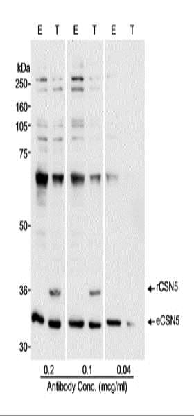 COPS5 / JAB1 Antibody (aa175-225)