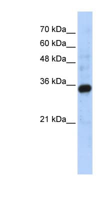 C1QTNF4 / CTRP4 Antibody (C-Terminus)