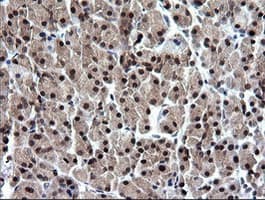 RAB37 Antibody (clone OTI2F1)