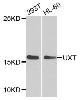 Polyclonal Rabbit anti-Human UXT Antibody (WB)