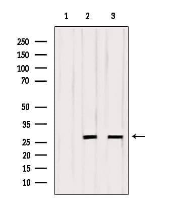 OTUB2 Antibody