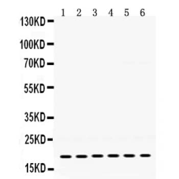 PTP4A2 / PRL-2 Antibody (aa40-69)