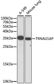 TRNAU1AP / TRSPAP1 Antibody