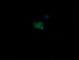 MDM4 / MDMX Antibody (clone OTI2C9, Carrier-free)