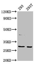 AANAT Antibody