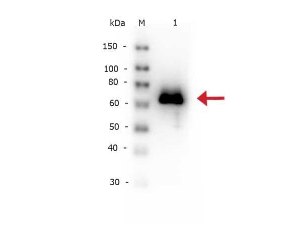 gox / Glucose Oxidase Antibody (Lyophilized, Biotin)