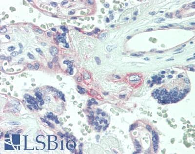 IHC-plus™ KLK9 / Kallikrein 9 Antibody (aa82-111)