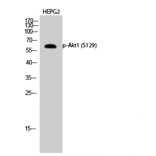 AKT1 Antibody (70-150 aa)
