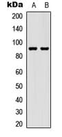 STAT5 A+B Antibody (C-Terminus)