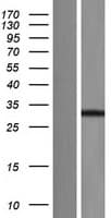 SDCBP / Syntenin Protein (Over-Expression Lysate Myc-DDK (Flag))