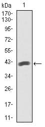 PathPlus™ PAX5 Antibody (clone 7D3)
