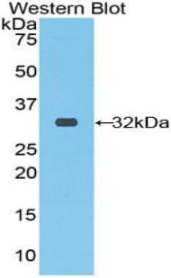 RNH1 Antibody (aa76-333)