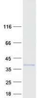 Human DBNDD2 Protein (Recombinant Myc-DDK (Flag))