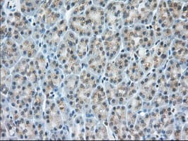 KSP32 / MIOX Antibody (clone OTI4G7, Carrier-free)