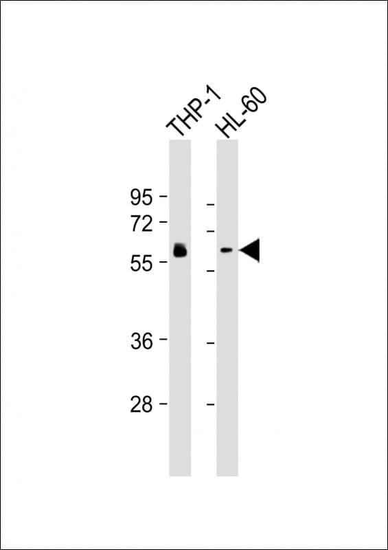 HCK Antibody (clone 1508CT602.13.1)