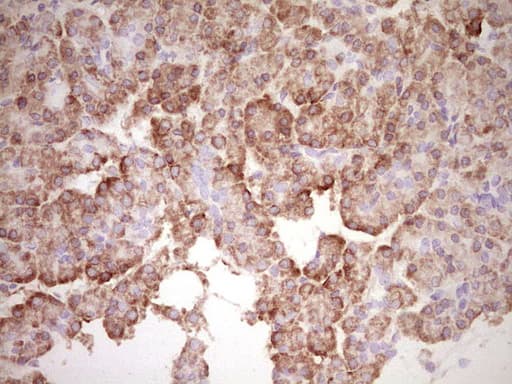 BHLHE41 / BHLHB3 / SHARP1 Antibody (aa1-297, clone OTI8H2)
