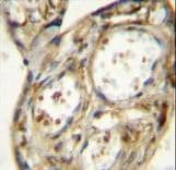 DLK1 / Pref-1 Antibody