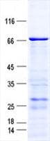 Human MSR1 / CD204 Protein (Recombinant GST, N-terminus + His, C-terminus)