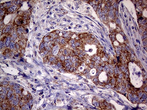 MRPL15 Antibody (aa28-296, clone OTI10B10, Carrier-free)