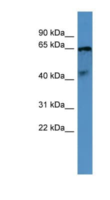OPN5 / Neuropsin Antibody (aa205-254)