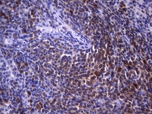 POU2AF1 / BOB1 Antibody (clone UMAB220, Carrier-free)