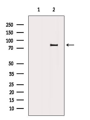 VMD2L3 / BEST3 Antibody