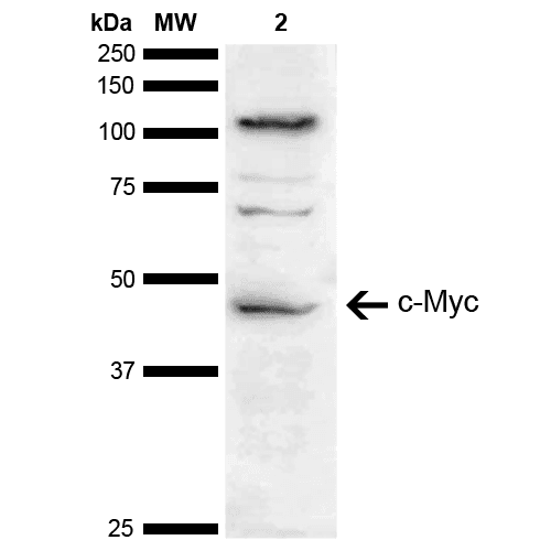 MYC / c-Myc Antibody (Biotin)