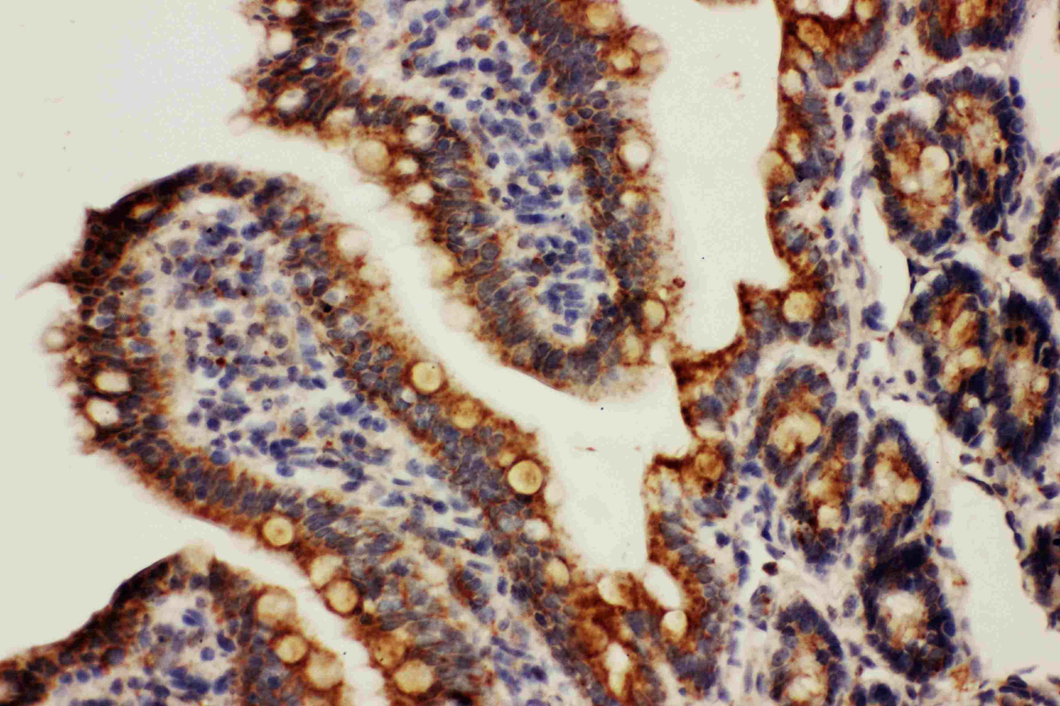 HSPE1 / HSP10 / Chaperonin 10 Antibody (aa81-102)