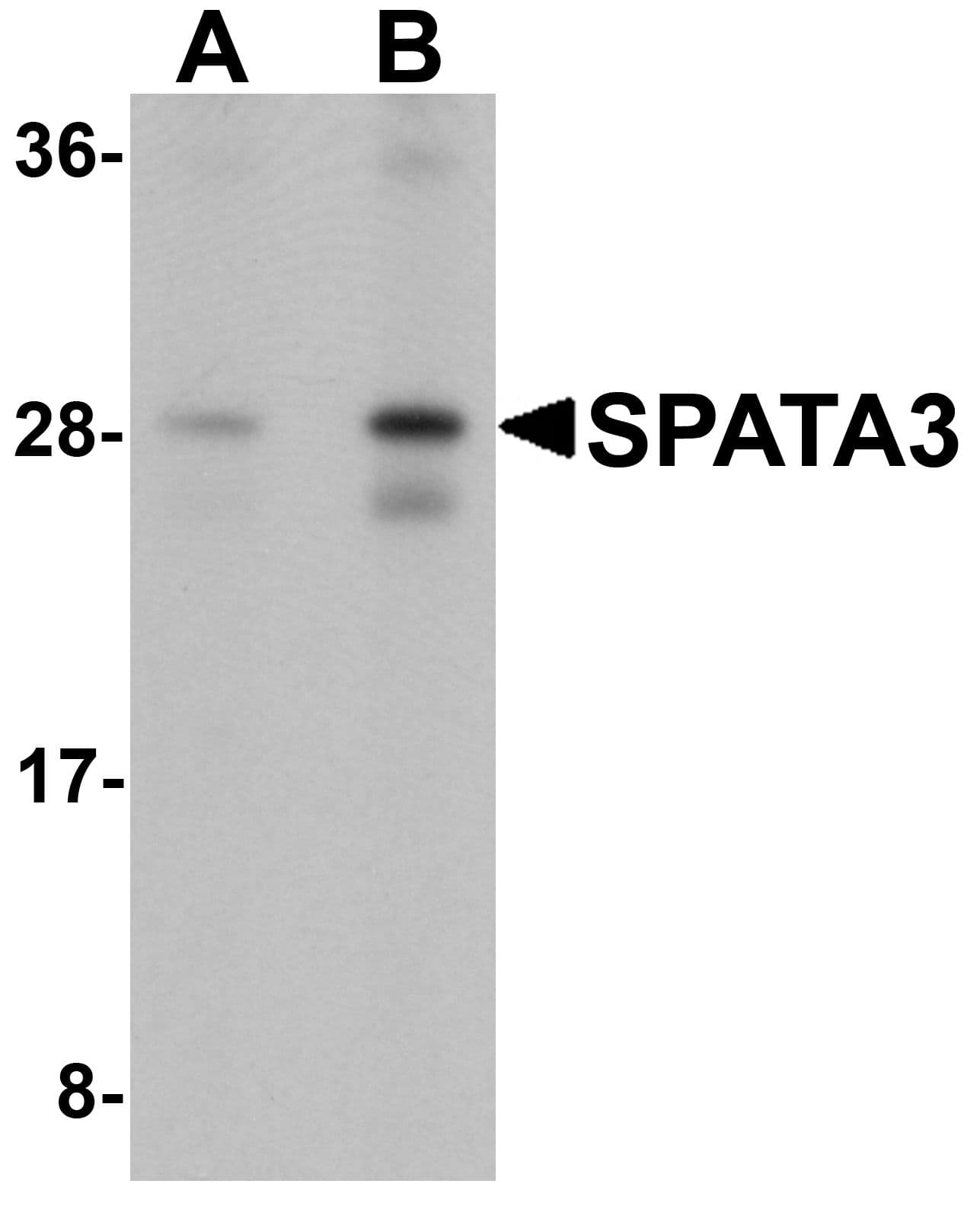 SPATA3 / ASARG1 Antibody