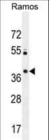 PRR22 Antibody (aa368-397)