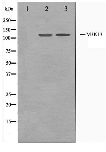 MAP3K13 / LZK Antibody