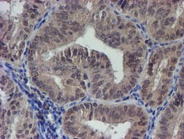 LRRC25 Antibody (clone OTI1D9)