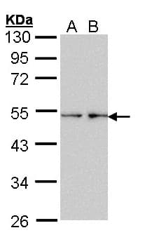 Olfr73 Antibody (aa162-386)