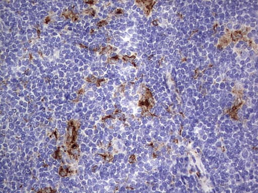 CD68 Antibody (aa22-319, clone OTI7D3)
