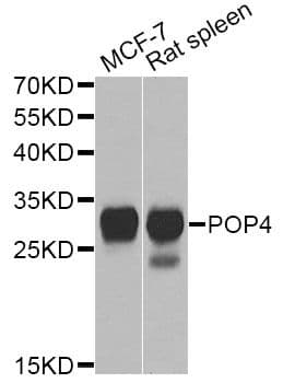 POP4 Antibody