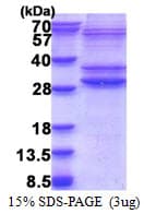 Human PMF1-BGLAP Protein (Recombinant His)