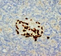Monoclonal Mouse anti-Pig GCG / Glucagon Antibody (clone IMD-7, Magnetic beads)
