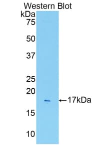 IL1R1 Antibody (aa226-352, Cy3)