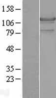 LIPE / HSL Protein (Over-Expression Lysate Myc-DDK (Flag))