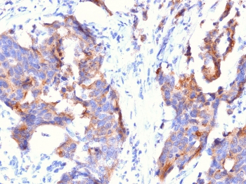 EMA / MUC1 Antibody (clone 115D8, Azide-free, BSA-free)