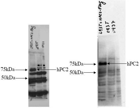 IHC-plus™ CBX4 Antibody