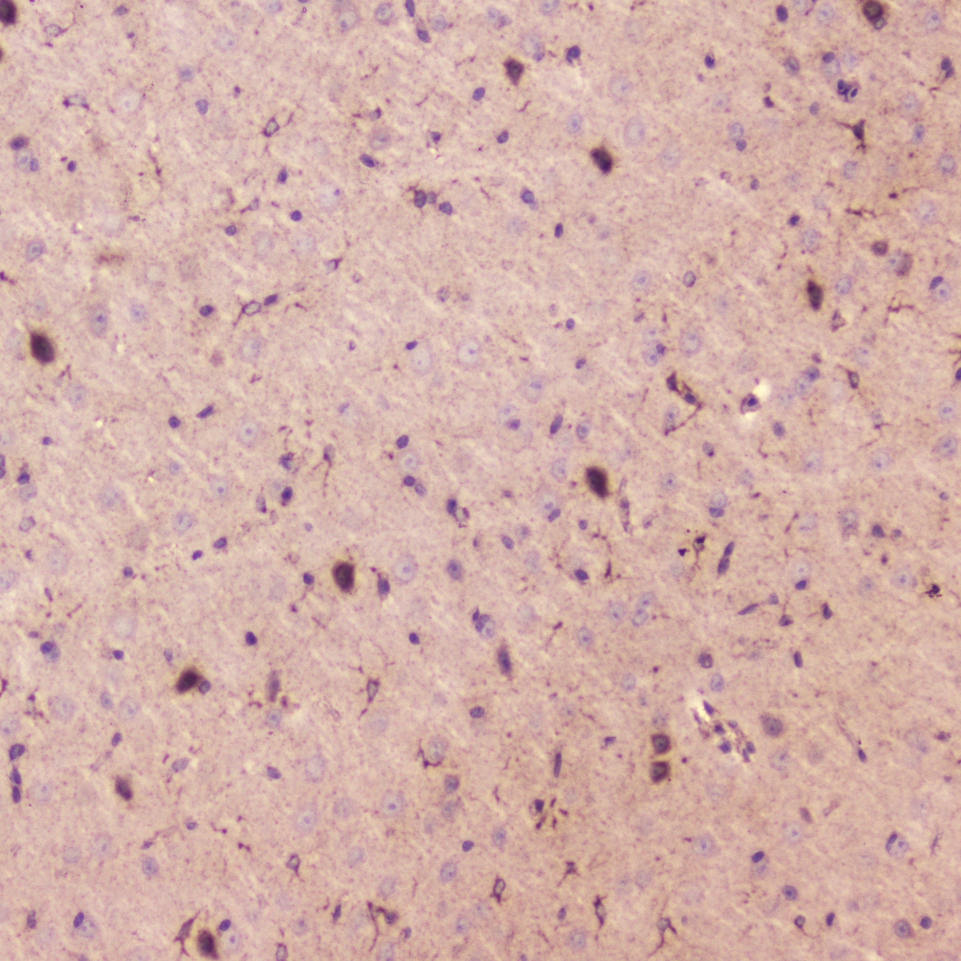SPARCL1 / Hevin Antibody